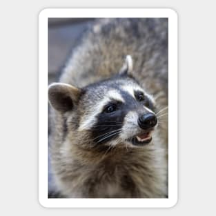 Beautiful Raccoon Print Sticker